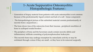 1- Acute Suppurative Osteomyelitis:
Histopathologic Features :
• Generation of biopsy material from patients with acute osteomyelitis is not common
because of the predominantly liquid content and lack of a soft - tissue component .
• The histopathological picture of the submitted material consists predominantly of
necrotic bone ( sequestrum ) .
• The bone shows loss of the osteocytes from their lacunae , peripheral resorbtion of
bone in scalloped eroded borders .
• The periphery of bone and the haversian canals contain necrotic debris and
inflammatory infiltrate consisting of polymorphonuclear leukocytes .
• This necrotic bone may undergo resorption by osteoclastic activity or may be
exfoliated through a sinus if they are small , or they have to be removed surgically
11
 