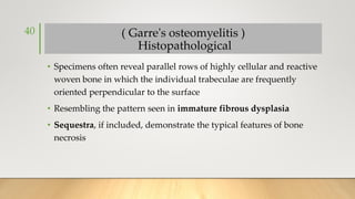 ( Garre's osteomyelitis )
Histopathological
• Specimens often reveal parallel rows of highly cellular and reactive
woven bone in which the individual trabeculae are frequently
oriented perpendicular to the surface
• Resembling the pattern seen in immature fibrous dysplasia
• Sequestra, if included, demonstrate the typical features of bone
necrosis
40
 