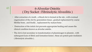 6-Alveolar Osteitis
( Dry Socket : Fibrinolytic Alveolitis )
• After extraction of a tooth , a blood clot is formed at the site , with eventual
organization of the clot by granulation tissue , gradual replacement by coarse
fibrillar bone , and finally , replacement by mature bone .
• Destruction of the initial clot prevents appropriate healing and causes the
clinical condition known as alveolar osteitis .
• The clot is lost secondary to transformation of plasminogen to plasmin , with
subsequent lysis of fibrin and formation kinins ; these are potent pain mediators
( fibrinolytic alveolitis ) .
43
 