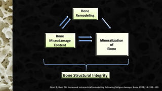 Mori S, Burr DB. Increased intracortical remodeling following fatigue damage. Bone 1993; 14: 103–109
 