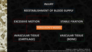 INJURY
REESTABLISHMENT OF BLOOD SUPPLY
EXCESSIVE MOTION STABLE FIXATION
AVASCULAR TISSUE
(CARTILAGE)
VASCULAR TISSUE
(BONE)
FERGUSON’S MODEL
Ferguson C, Alpern E, Miclau T, Helms JA.
Does adult fracture repair recapitulate embryonic skeletal formation? Mech Dev. 1999 Sep;87(1-2):57-66.
 