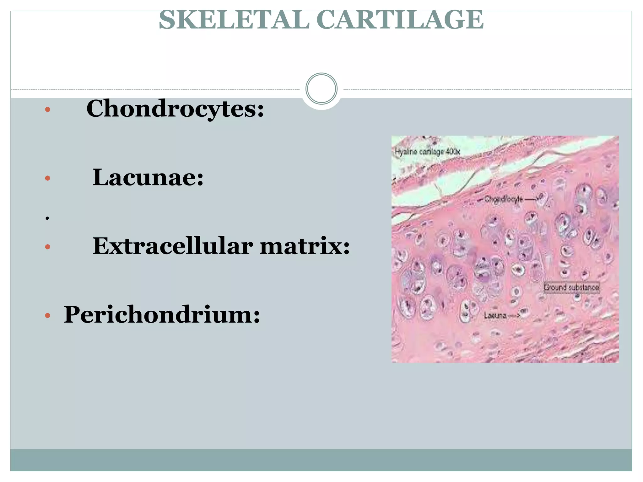 SKELETAL CARTILAGE
• Chondrocytes:
• Lacunae:
.
• Extracellular matrix:
• Perichondrium:
 