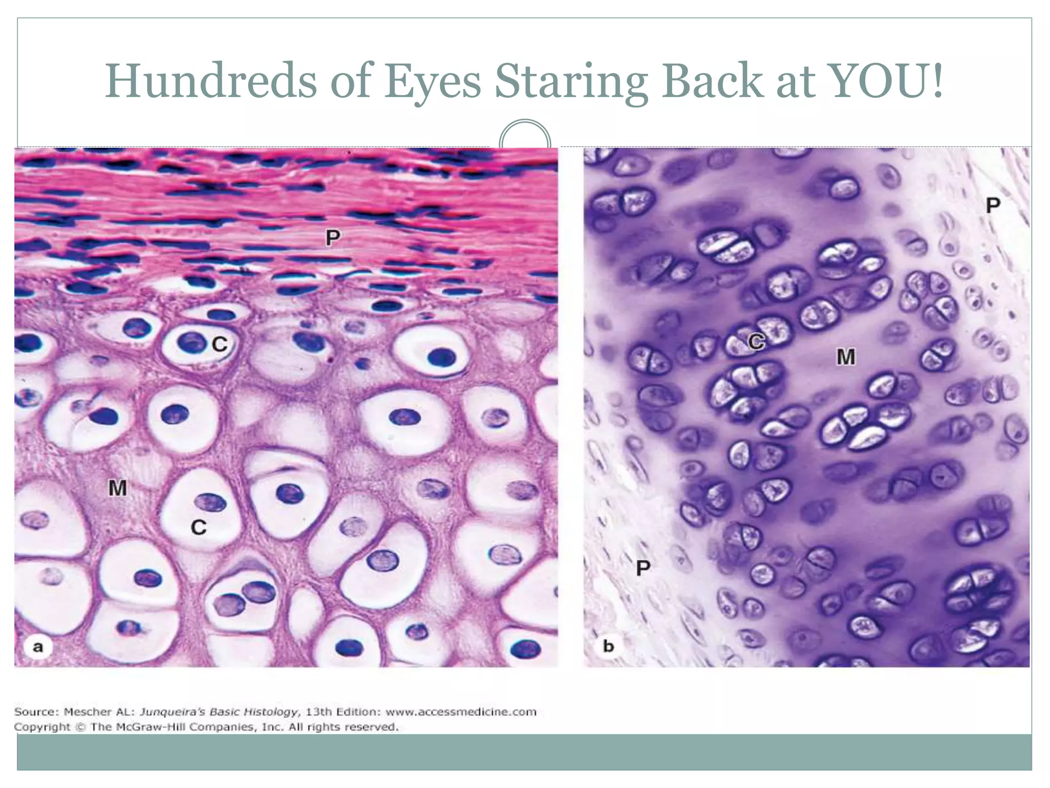 Hundreds of Eyes Staring Back at YOU!
 