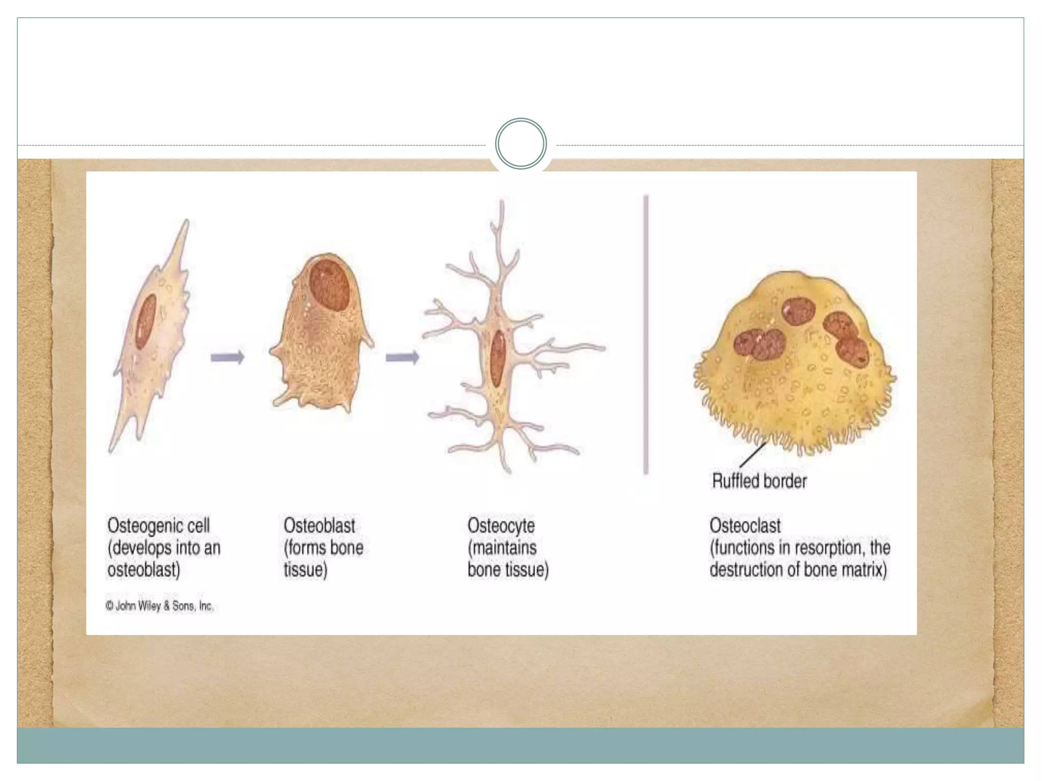 Osteogenic cells:
 