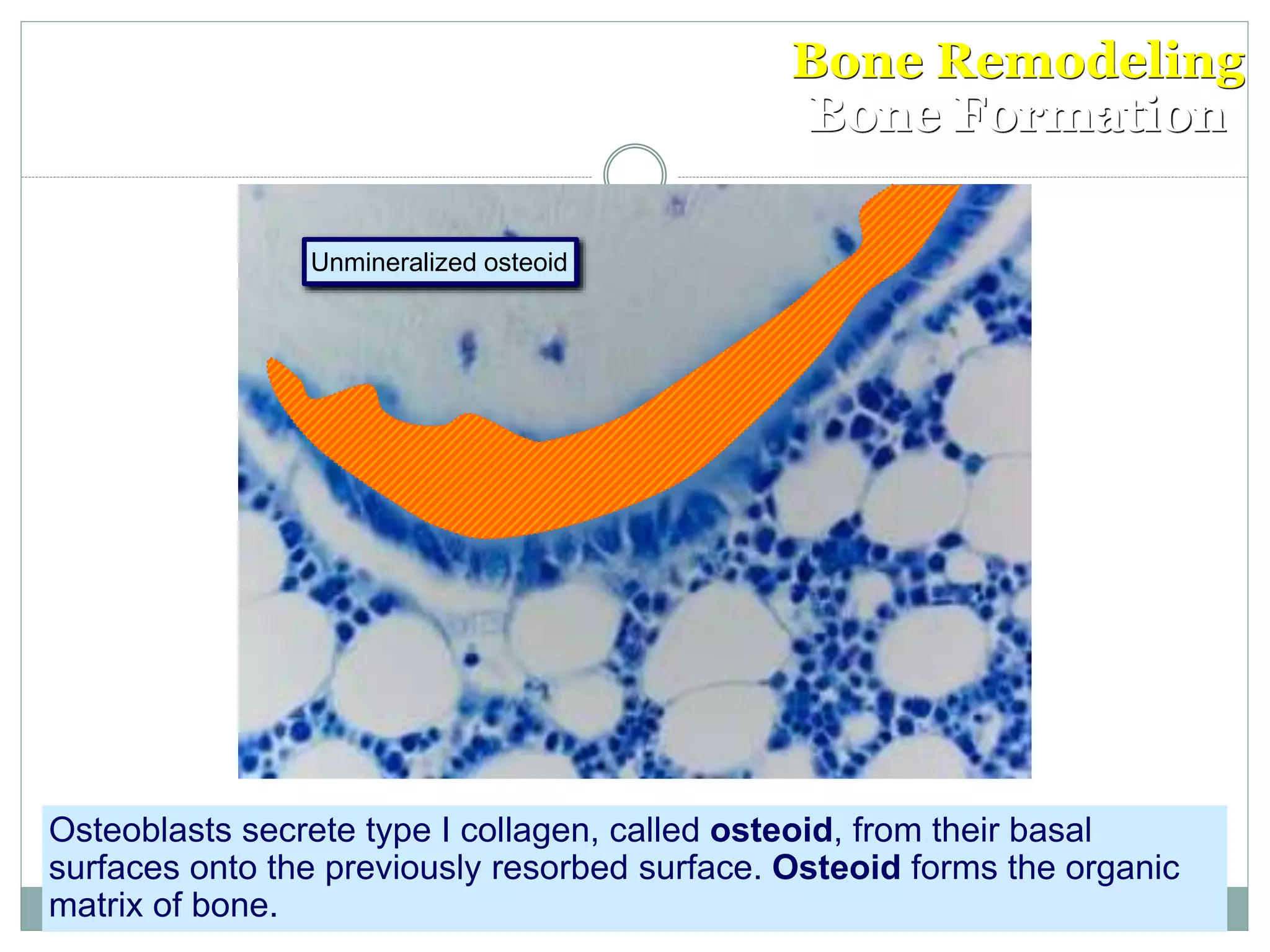 Bone Remodeling
Bone Formation
Unmineralized osteoid
Osteoblasts secrete type I collagen, called osteoid, from their basal
surfaces onto the previously resorbed surface. Osteoid forms the organic
matrix of bone.
 