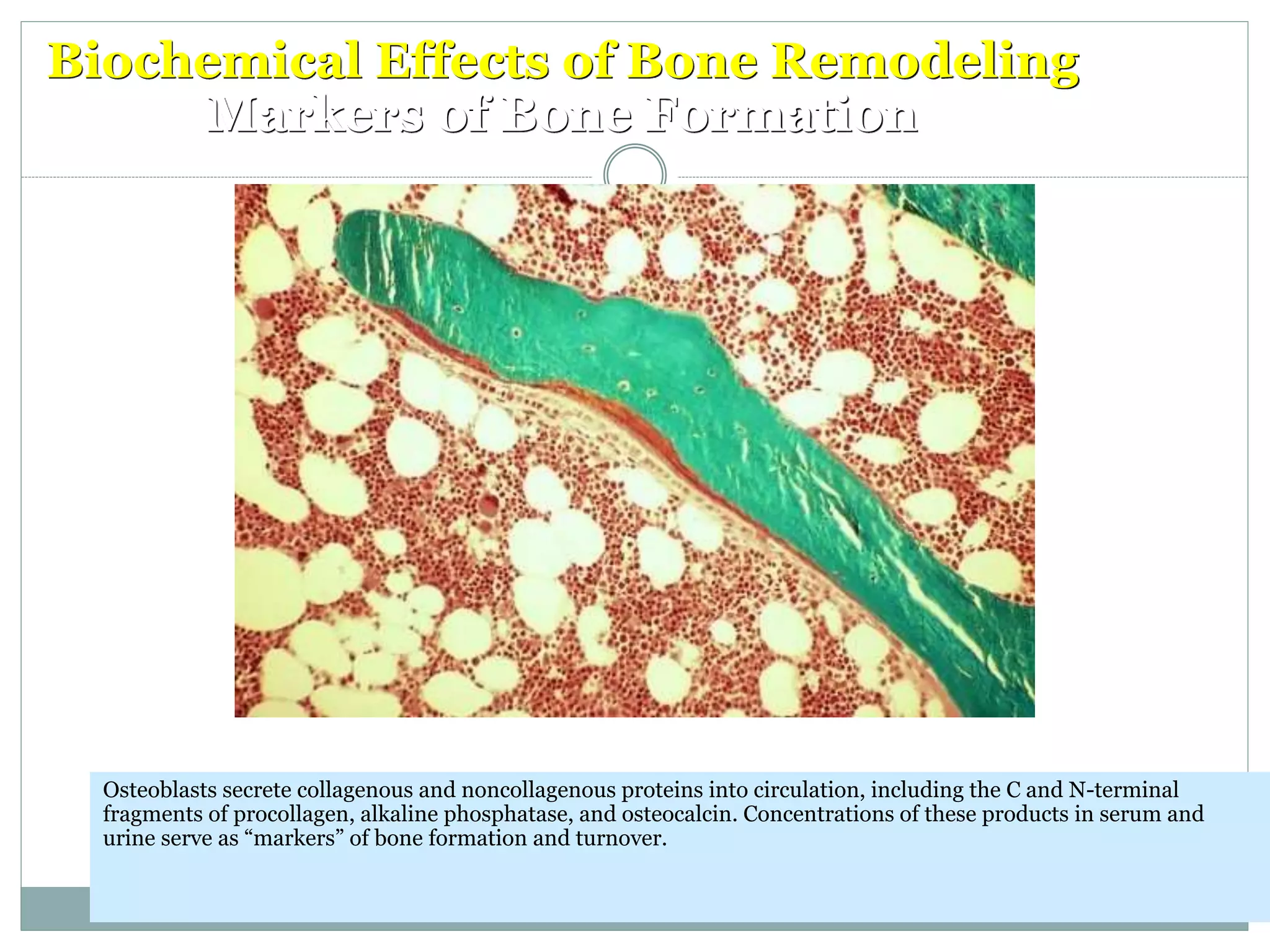 Biochemical Effects of Bone Remodeling
Markers of Bone Formation
Osteoblasts secrete collagenous and noncollagenous proteins into circulation, including the C and N-terminal
fragments of procollagen, alkaline phosphatase, and osteocalcin. Concentrations of these products in serum and
urine serve as “markers” of bone formation and turnover.
 