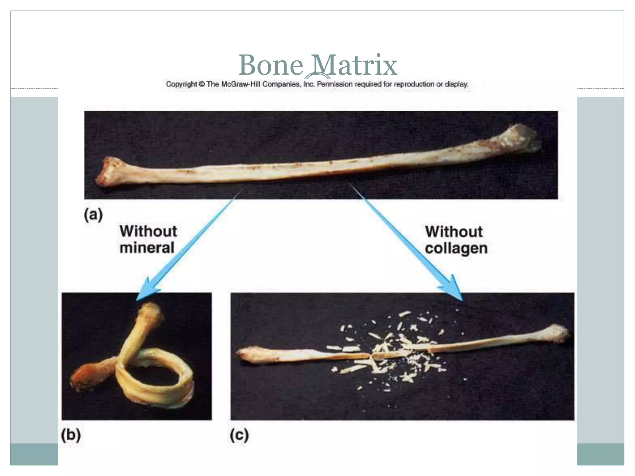 6-33
Bone Matrix
 
