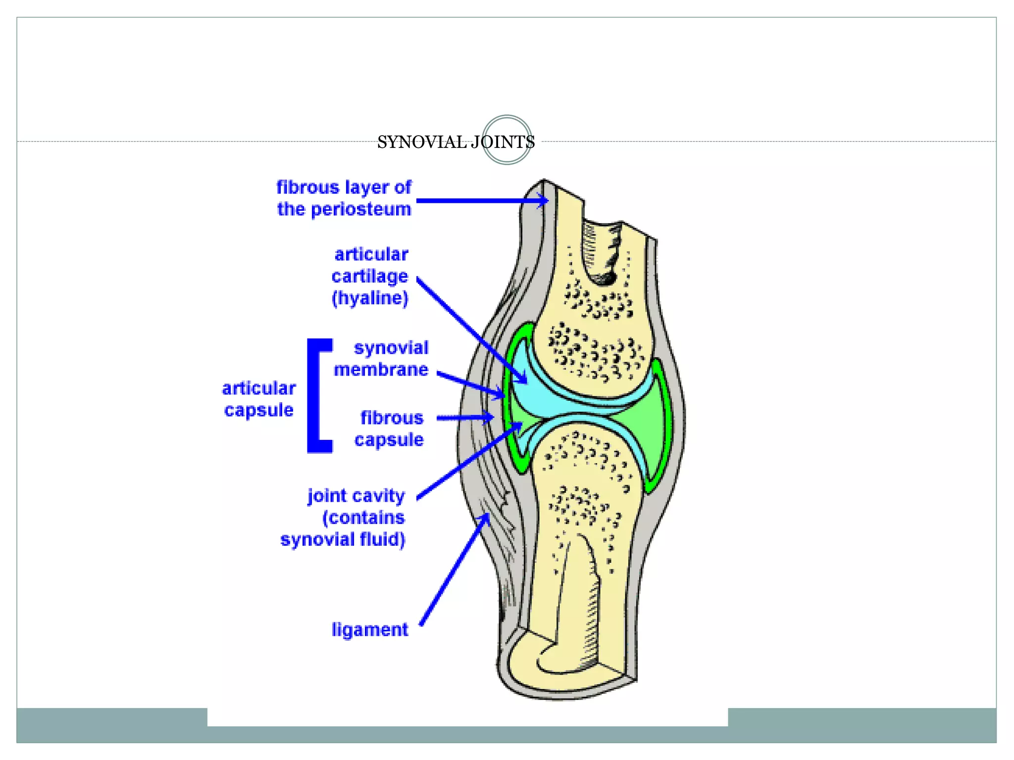 SYNOVIAL JOINTS
 