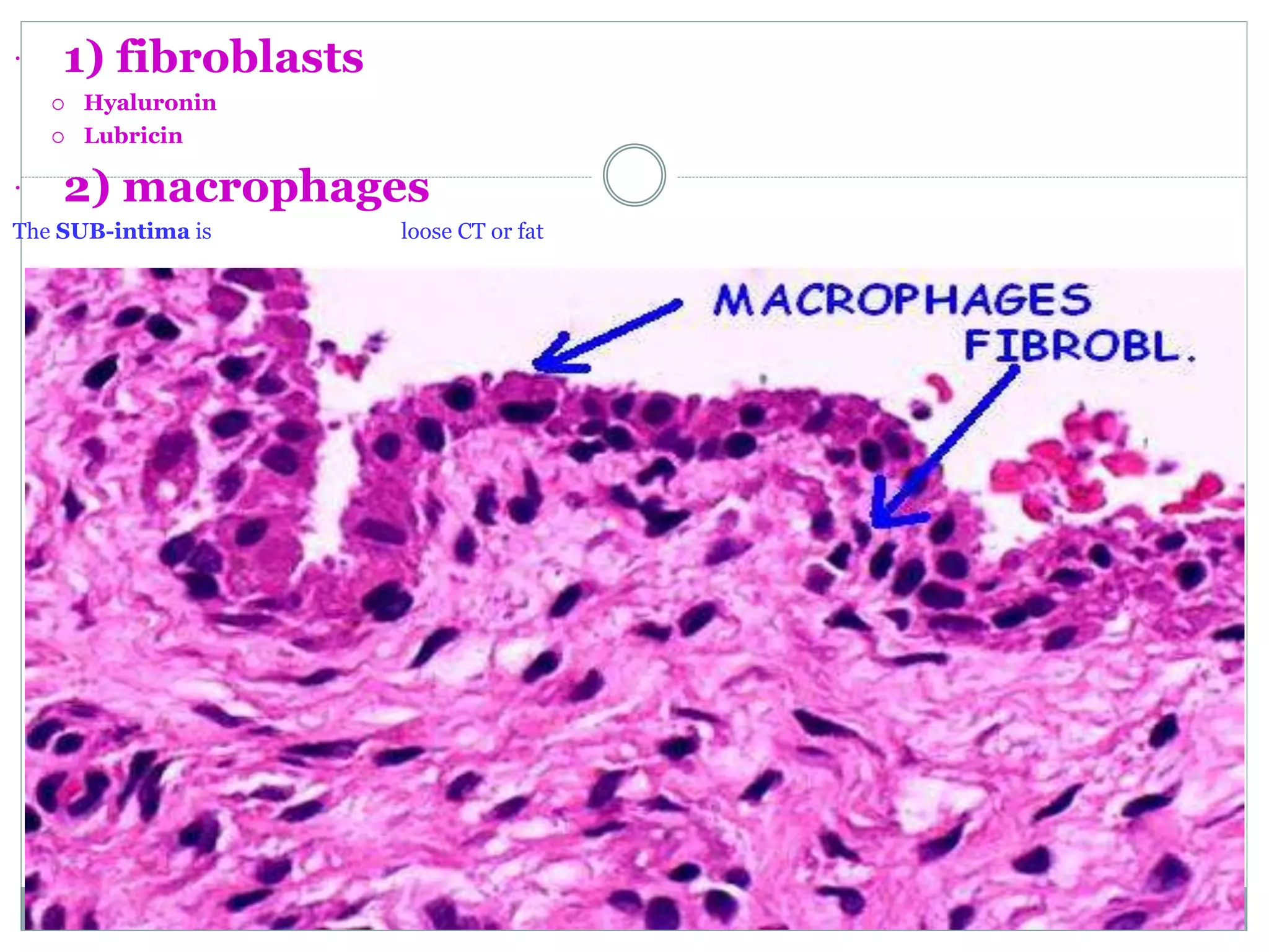  1) fibroblasts
 Hyaluronin
 Lubricin
 2) macrophages
The SUB-intima is loose CT or fat
 