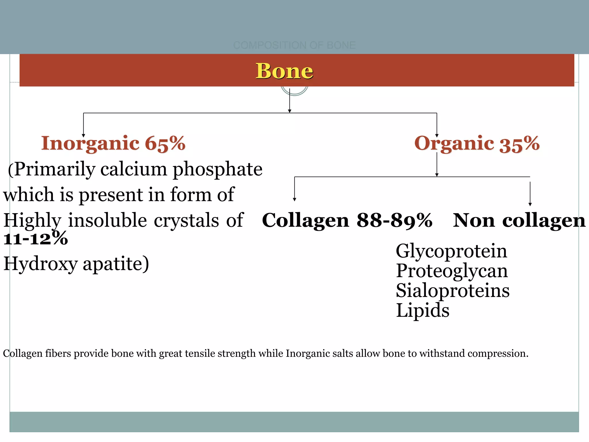 COMPOSITION OF BONE
Bone
Inorganic 65% Organic 35%
(Primarily calcium phosphate
which is present in form of
Highly insoluble crystals of Collagen 88-89% Non collagen
11-12%
Hydroxy apatite)
Glycoprotein
Proteoglycan
Sialoproteins
Lipids
Collagen fibers provide bone with great tensile strength while Inorganic salts allow bone to withstand compression.
 