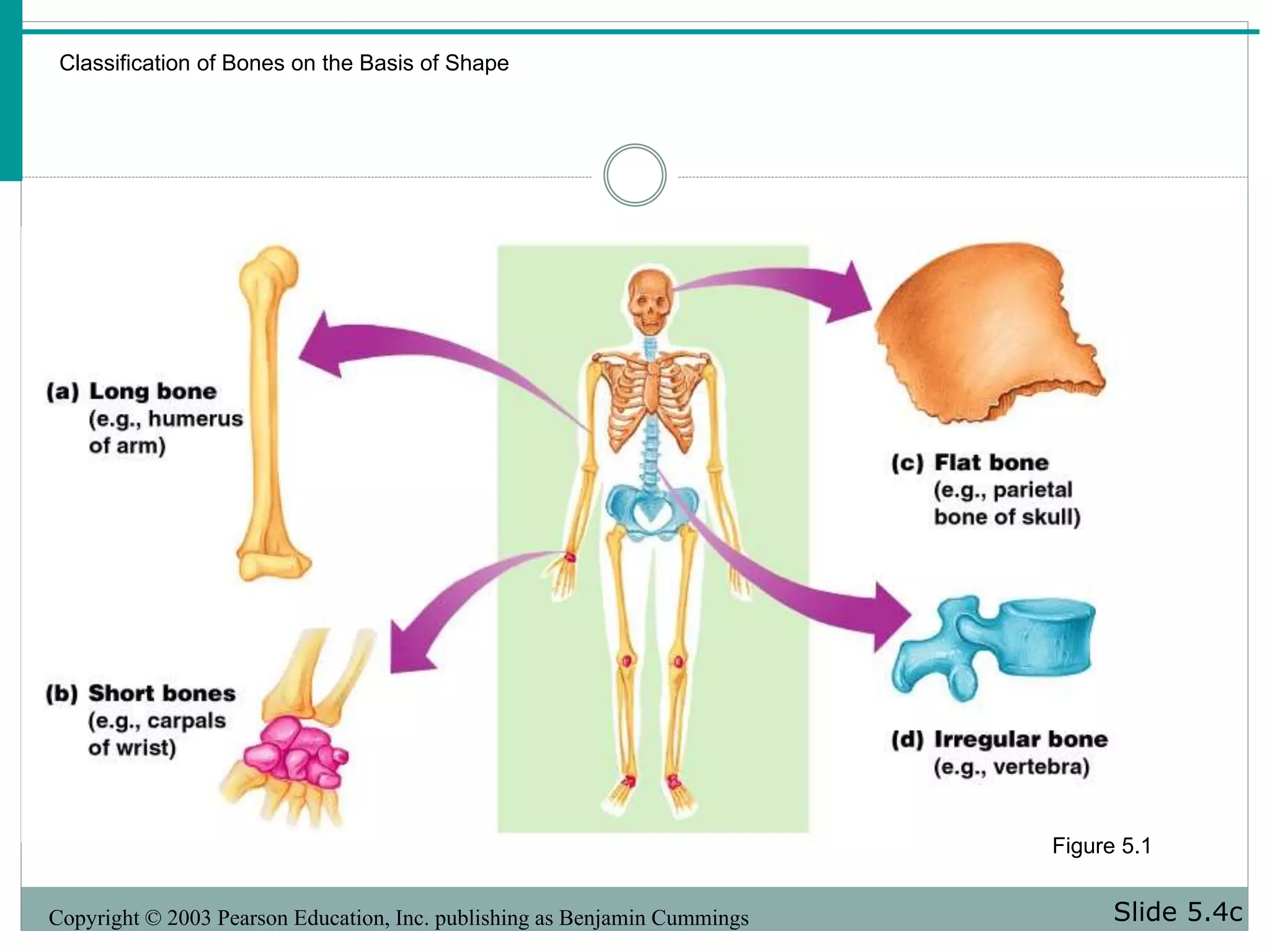 Classification of Bones on the Basis of Shape
Slide 5.4cCopyright © 2003 Pearson Education, Inc. publishing as Benjamin Cummings
Figure 5.1
 