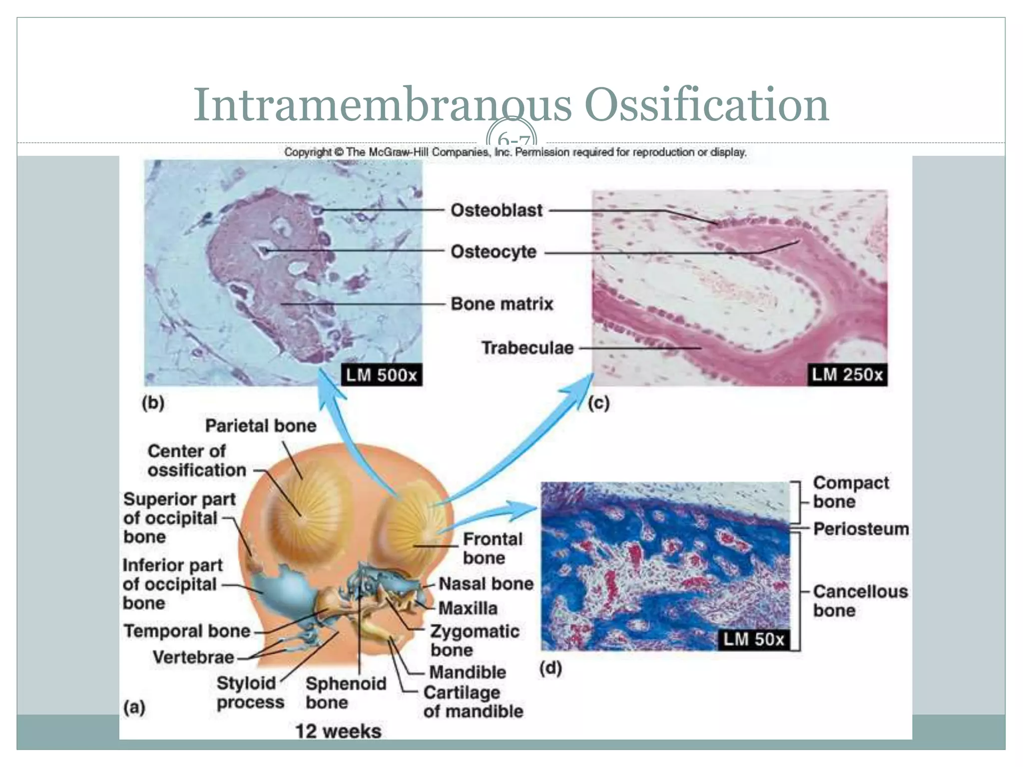 6-7
Intramembranous Ossification
 