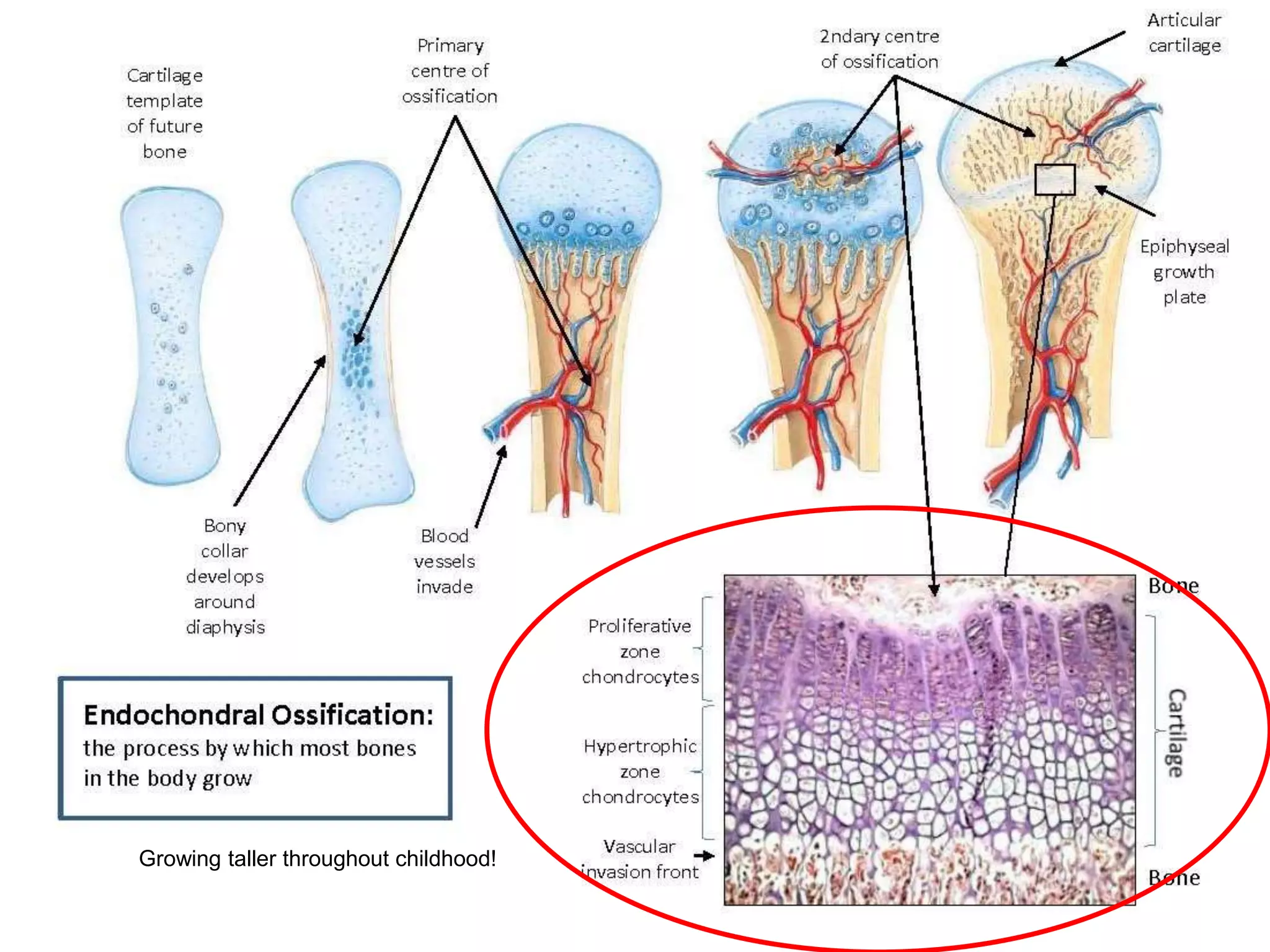 Growing taller throughout childhood!
 