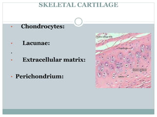 SKELETAL CARTILAGE
• Chondrocytes:
• Lacunae:
.
• Extracellular matrix:
• Perichondrium:
 