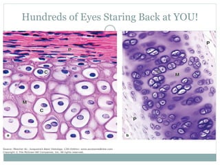 Hundreds of Eyes Staring Back at YOU!
 