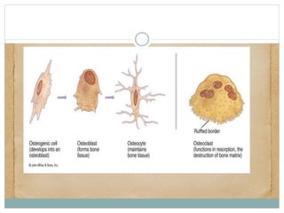 Osteogenic cells:
 