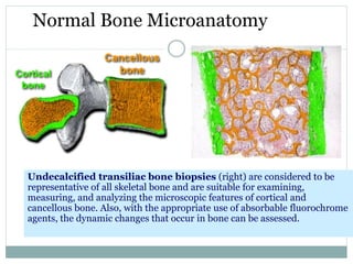 Normal Bone Microanatomy
Undecalcified transiliac bone biopsies (right) are considered to be
representative of all skeletal bone and are suitable for examining,
measuring, and analyzing the microscopic features of cortical and
cancellous bone. Also, with the appropriate use of absorbable fluorochrome
agents, the dynamic changes that occur in bone can be assessed.
Cortical
bone
Cancellous
bone
 