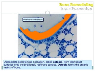 Bone Remodeling
Bone Formation
Unmineralized osteoid
Osteoblasts secrete type I collagen, called osteoid, from their basal
surfaces onto the previously resorbed surface. Osteoid forms the organic
matrix of bone.
 
