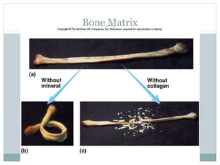 6-33
Bone Matrix
 