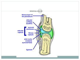 SYNOVIAL JOINTS
 