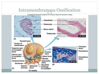 6-7
Intramembranous Ossification
 
