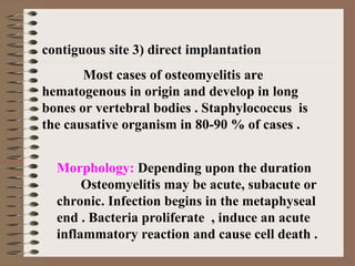 contiguous site 3) direct implantation
Most cases of osteomyelitis are
hematogenous in origin and develop in long
bones or vertebral bodies . Staphylococcus is
the causative organism in 80-90 % of cases .
Morphology: Depending upon the duration
Osteomyelitis may be acute, subacute or
chronic. Infection begins in the metaphyseal
end . Bacteria proliferate , induce an acute
inflammatory reaction and cause cell death .
 