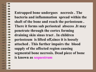 Entrapped bone undergoes necrosis . The
bacteria and inflammation spread within the
shaft of the bone and reach the periosteum .
There it forms sub periosteal abscess .It may
penetrate through the cortex forming
draining skin sinus tract . In children
periosteum is lifted off,since it is loosely
attached . This further impairs the blood
supply of the affected region causing
segmental bone necrosis. Dead piece of bone
is known as sequestrum
 