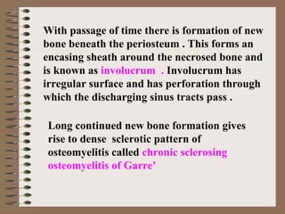 With passage of time there is formation of new
bone beneath the periosteum . This forms an
encasing sheath around the necrosed bone and
is known as involucrum . Involucrum has
irregular surface and has perforation through
which the discharging sinus tracts pass .
Long continued new bone formation gives
rise to dense sclerotic pattern of
osteomyelitis called chronic sclerosing
osteomyelitis of Garre’
 