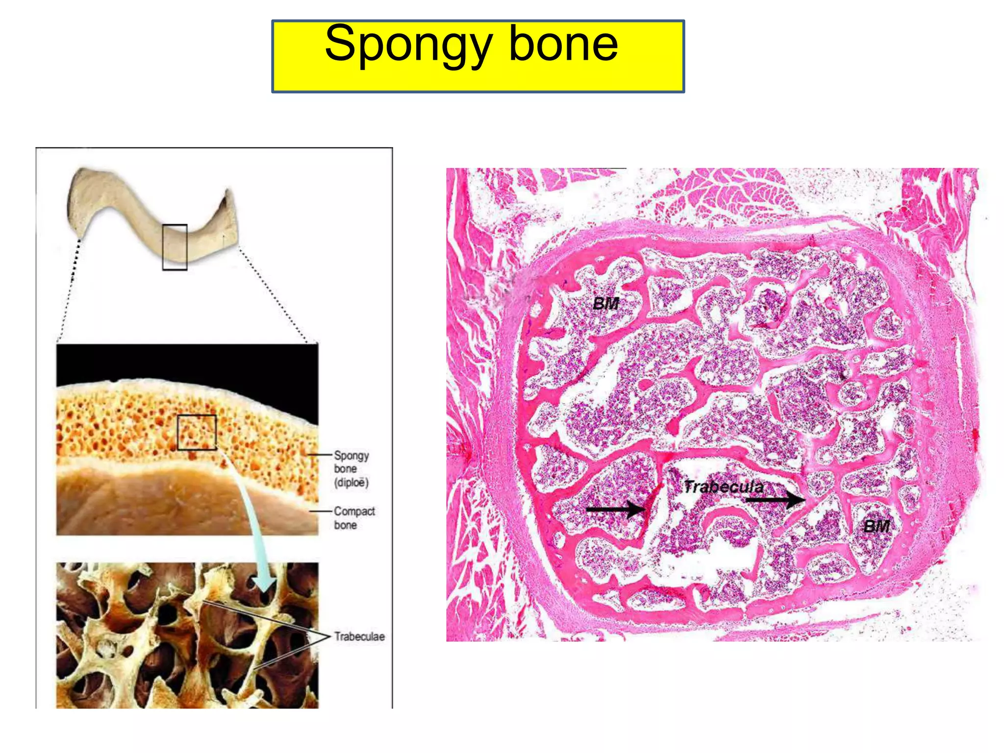 Spongy bone