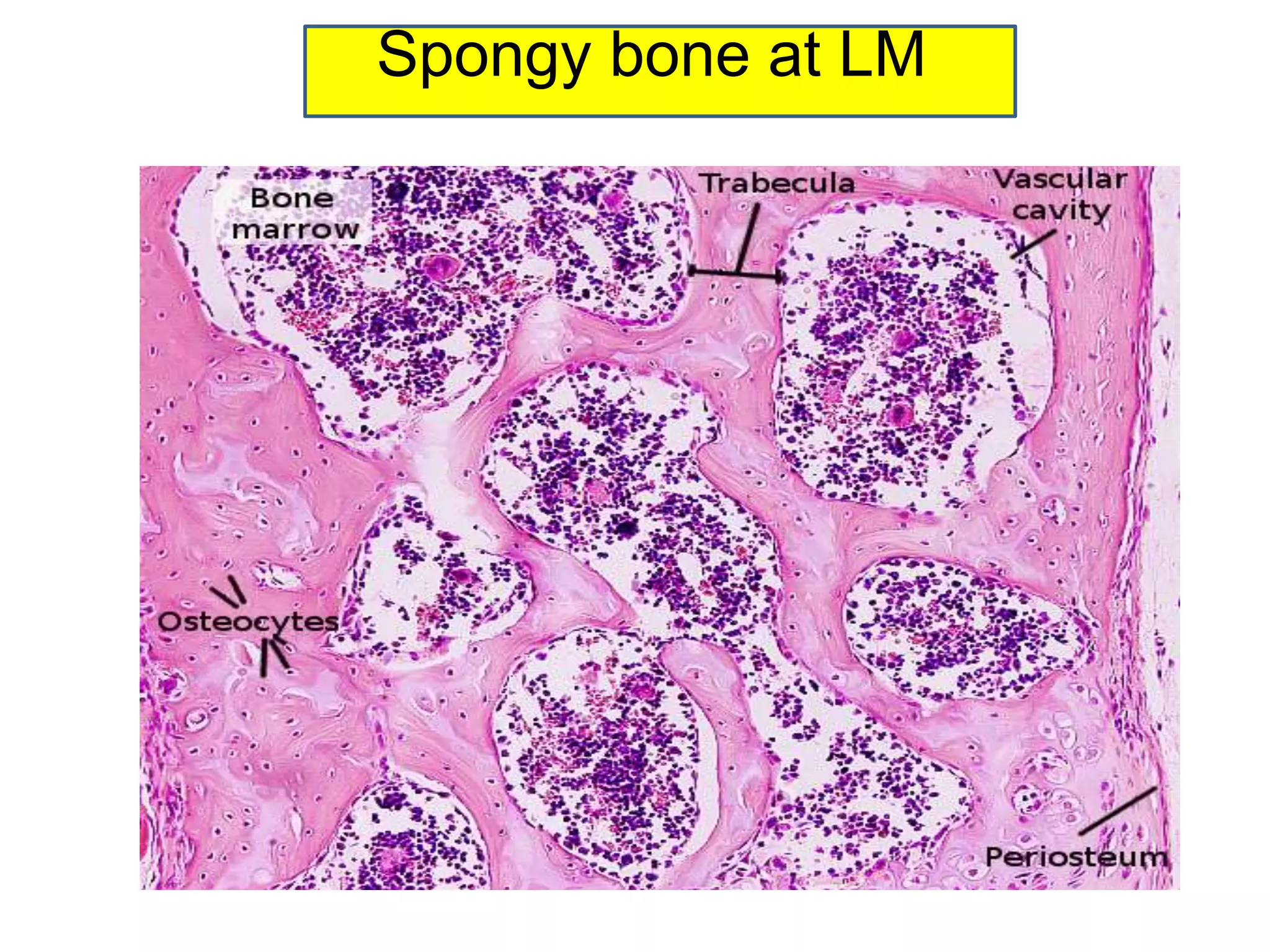 Spongy bone at LM