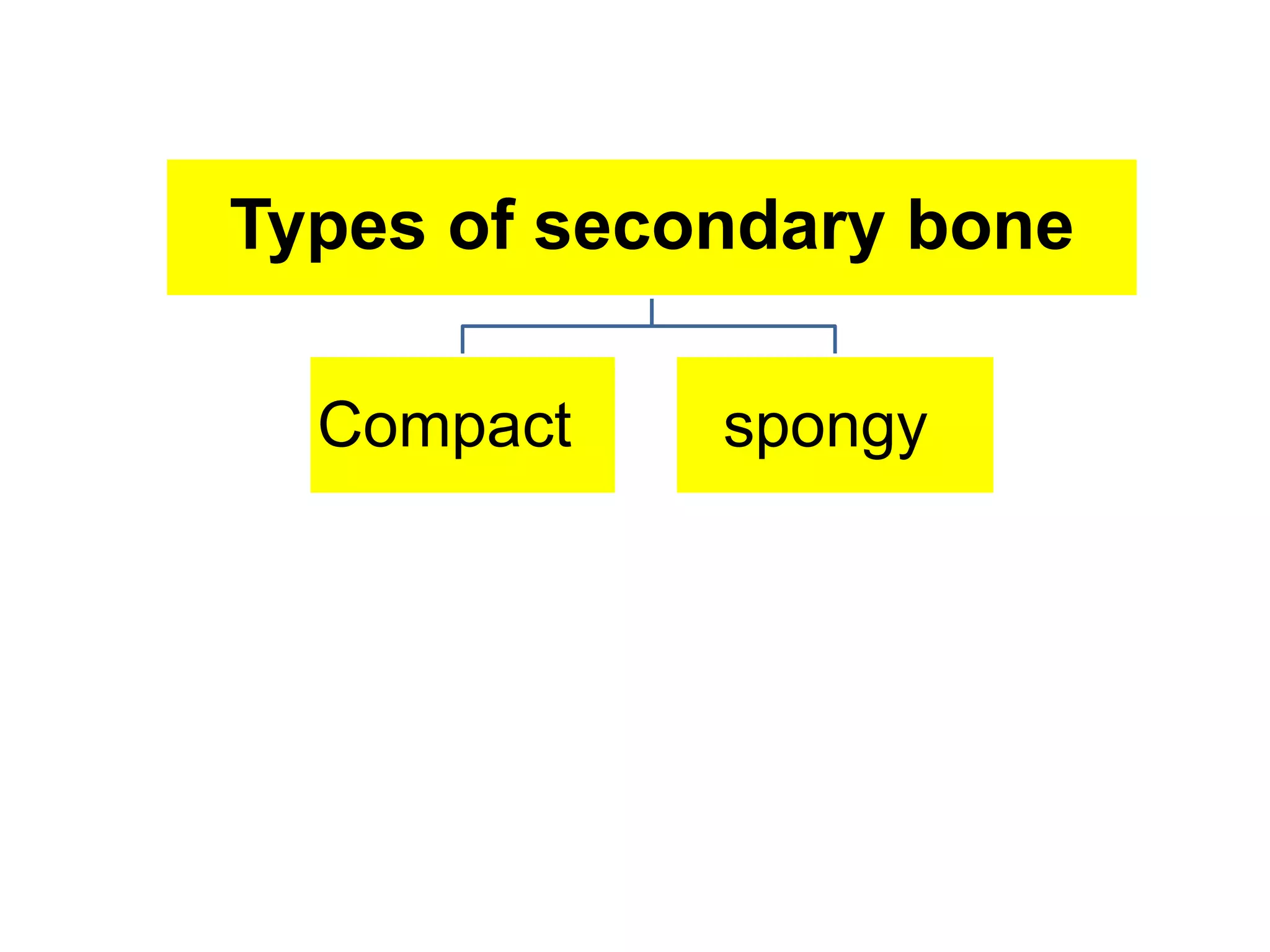 Types of secondary bone
Compact spongy