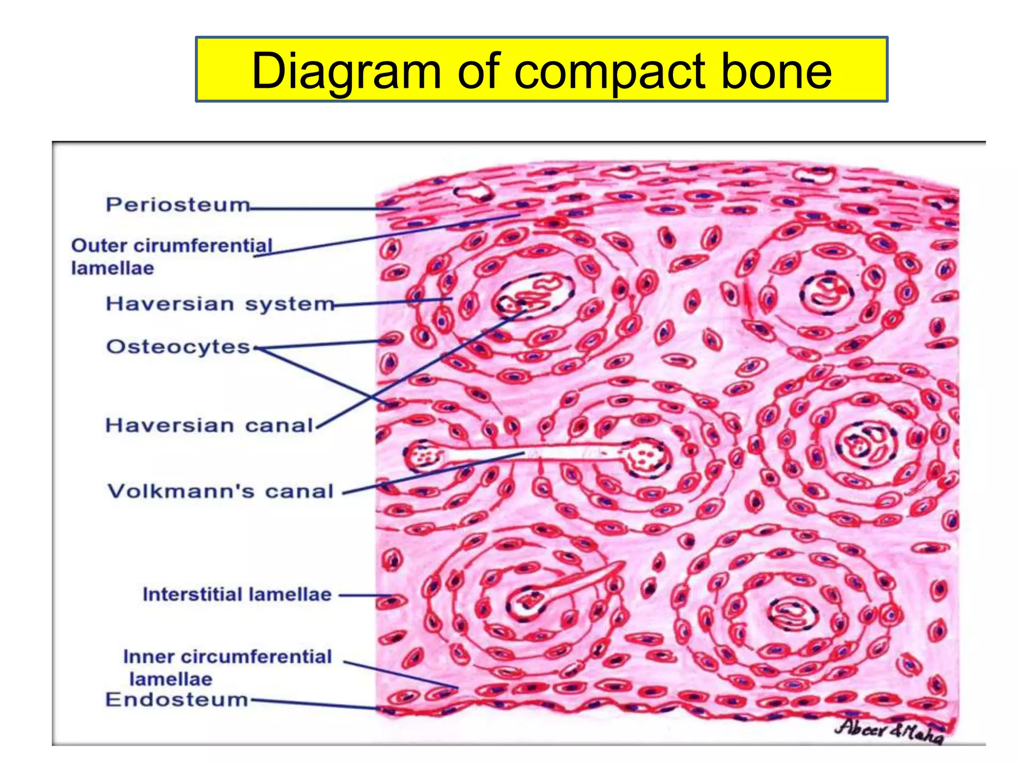 Diagram of compact bone