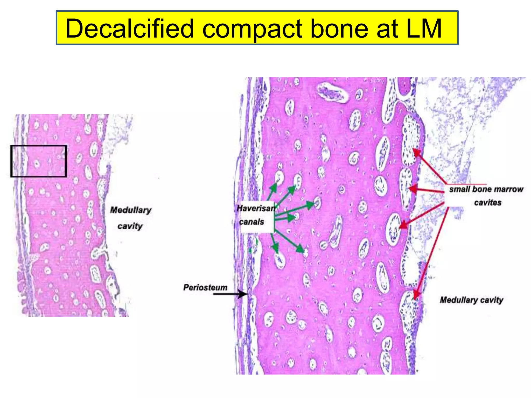 Decalcified compact bone at LM