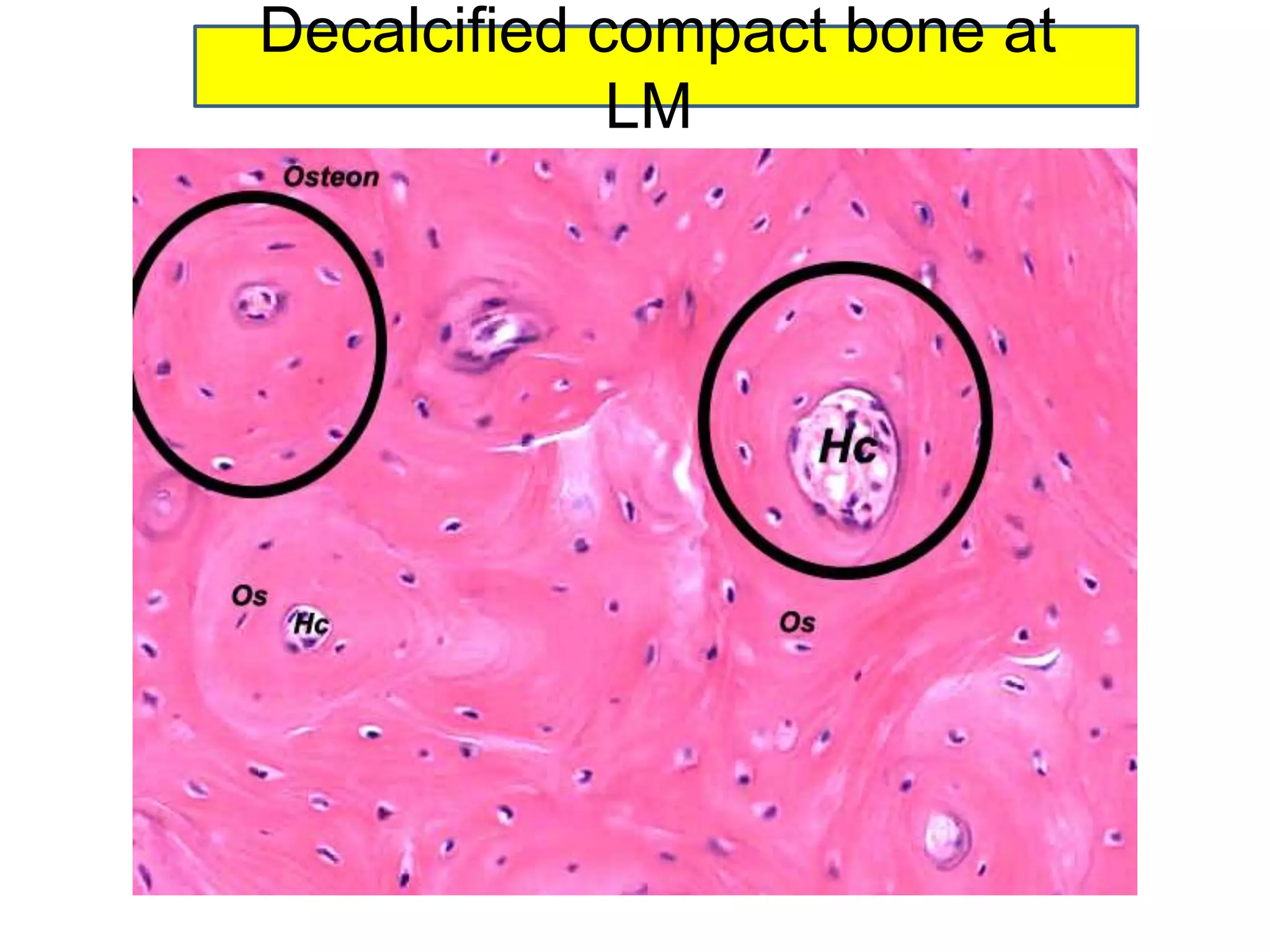 Decalcified compact bone at
LM