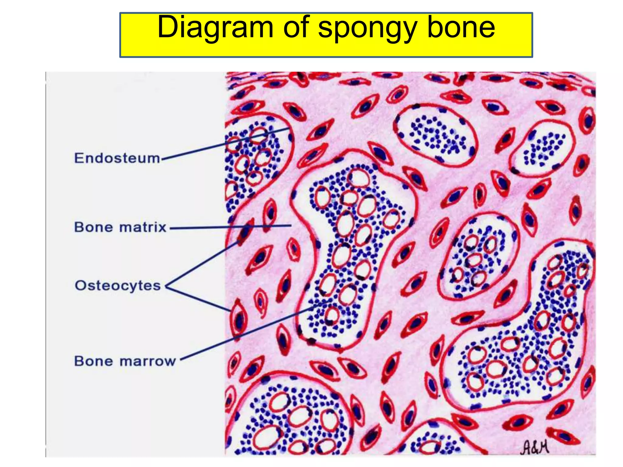 Diagram of spongy bone