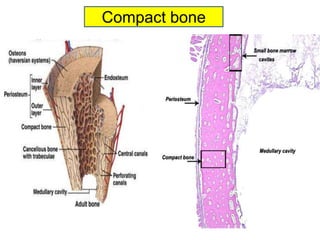 Bone Lab.ppt