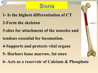 1- Is the highest differentiation of CT
2-Form the skeleton
3-sites for attachment of the muscles and
tendons essential for locomotion.
4-Supports and protects vital organs
5- Harbors bone marrow, fat store
6- Acts as a reservoir of Calcium & Phosphate
BoneBone
 