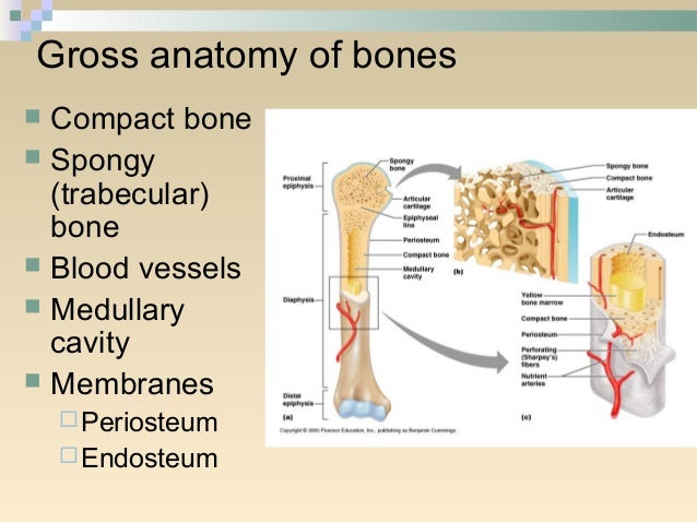 Bone lecture