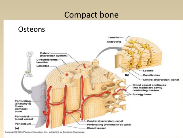What Is Found In The Central Canal Of Bone? – DAWP