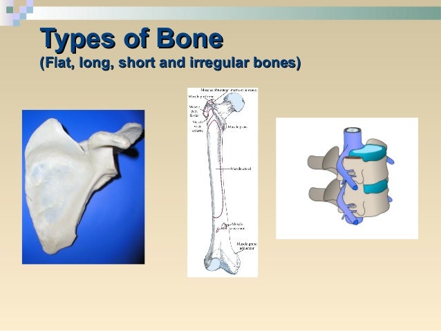 Bone lecture