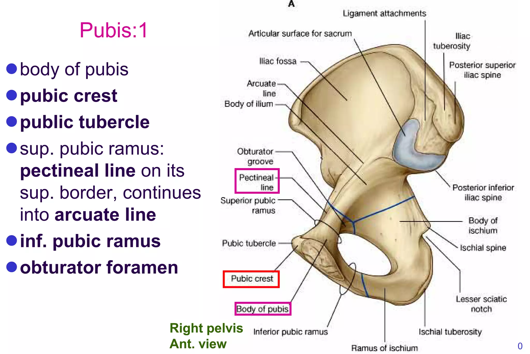 Bone Limb Lower osteology Of Lower Limb PDF Bone Limb Lower osteology Of Lower Limb PDF