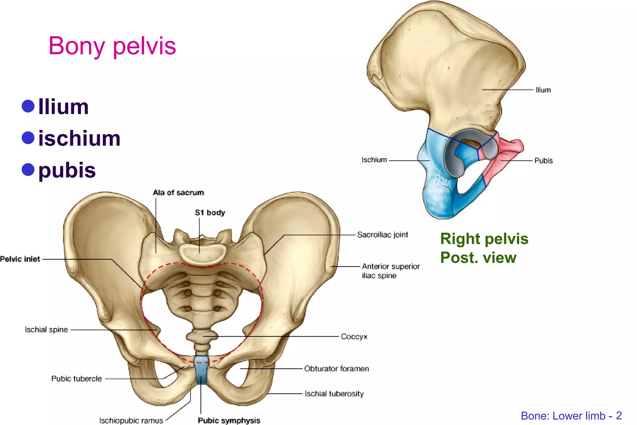 Left Ischium Bone limb lower..osteology of lower limb | PDF