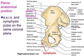 Symphysis Examples Bone limb lower..osteology of lower limb | PDF