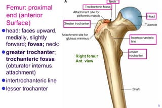 Lesser Multang Bone Bone limb lower..osteology of lower limb | PDF