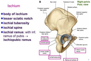 Bone limb lower..osteology of lower limb | PDF