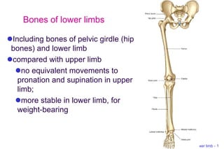1
Bone: Lower limb -
Bones of lower limbs
Including bones of pelvic girdle (hip
bones) and lower limb
compared with upper limb
no equivalent movements to
pronation and supination in upper
limb;
more stable in lower limb, for
weight-bearing
 