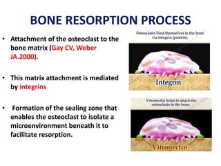 MECHANISM AND MEDIATORS OF BONE DESTRUCTION | PPTX