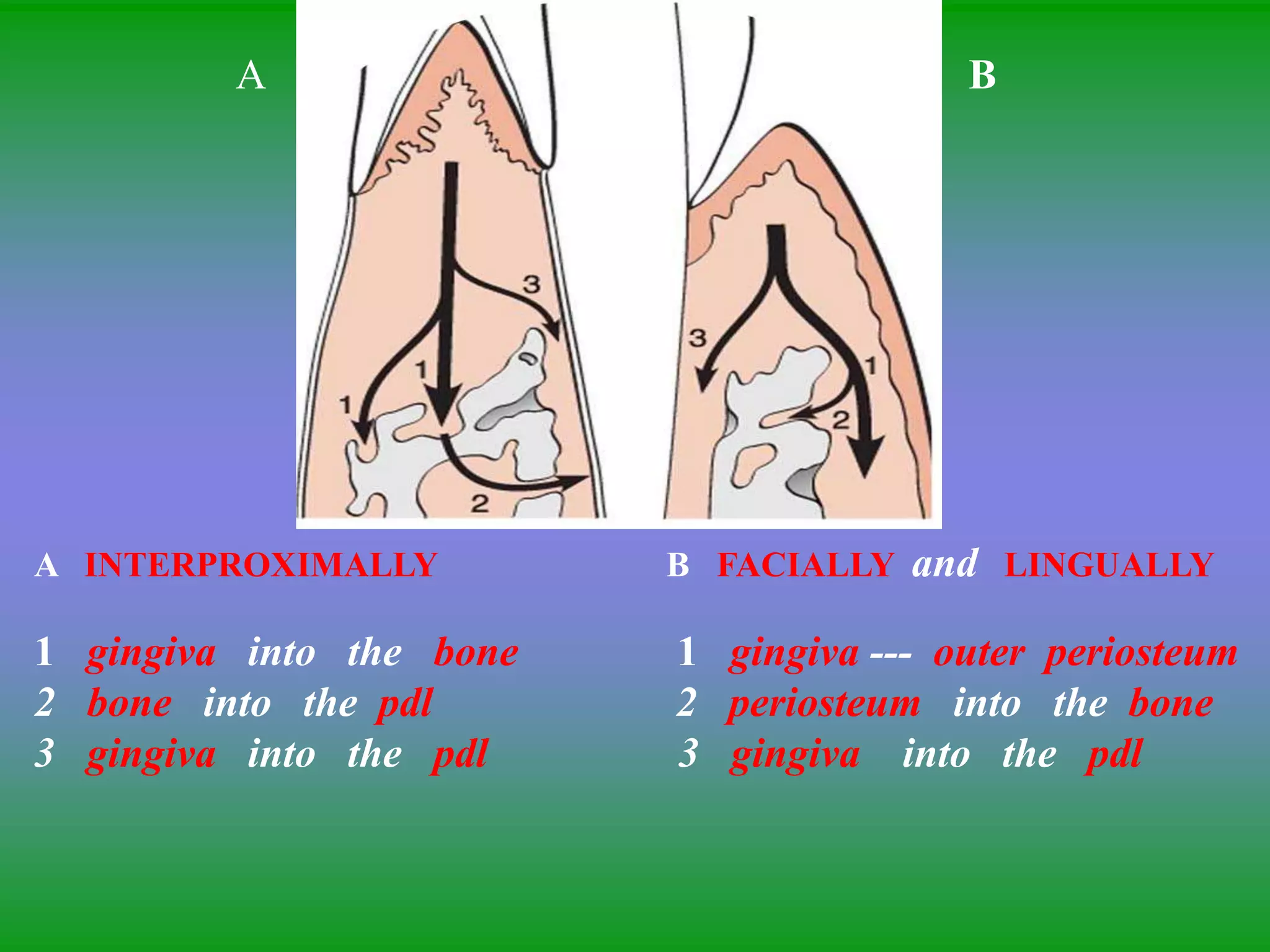 A INTERPROXIMALLY B FACIALLY and LINGUALLY
1 gingiva into the bone 1 gingiva --- outer periosteum
2 bone into the pdl 2 periosteum into the bone
3 gingiva into the pdl 3 gingiva into the pdl
A B
 