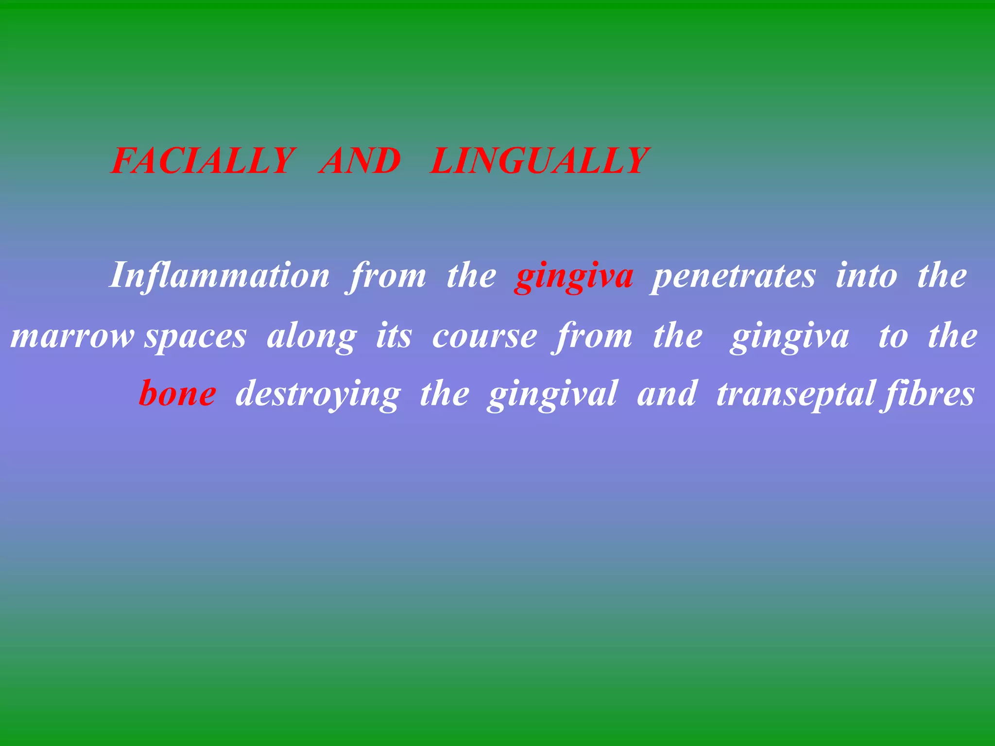 FACIALLY AND LINGUALLY
Inflammation from the gingiva penetrates into the
marrow spaces along its course from the gingiva to the
bone destroying the gingival and transeptal fibres
 