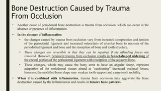 Bone Destruction Caused by Trauma
From Occlusion
• Another cause of periodontal bone destruction is trauma from occlusion, which can occur in the
absence or presence of inflammation.
• In the absence of inflammation
• the changes caused by trauma from occlusion vary from increased compression and tension
of the periodontal ligament and increased osteoclasis of alveolar bone to necrosis of the
periodontal ligament and bone and the resorption of bone and tooth structure.
• These changes are reversible in that they can be repaired if the offending forces are
removed. However, persistent trauma from occlusion results in funnel-shaped widening of
the crestal portion of the periodontal ligament with resorption of the adjacent bone.
• These changes, which may cause the bony crest to have an angular shape, represent
adaptation of the periodontal tissues aimed at “cushioning” increased occlusal forces;
however, the modified bone shape may weaken tooth support and cause tooth mobility.
• When it is combined with inflammation, trauma from occlusion may aggravate the bone
destruction caused by the inflammation and results in bizarre bone patterns.
 